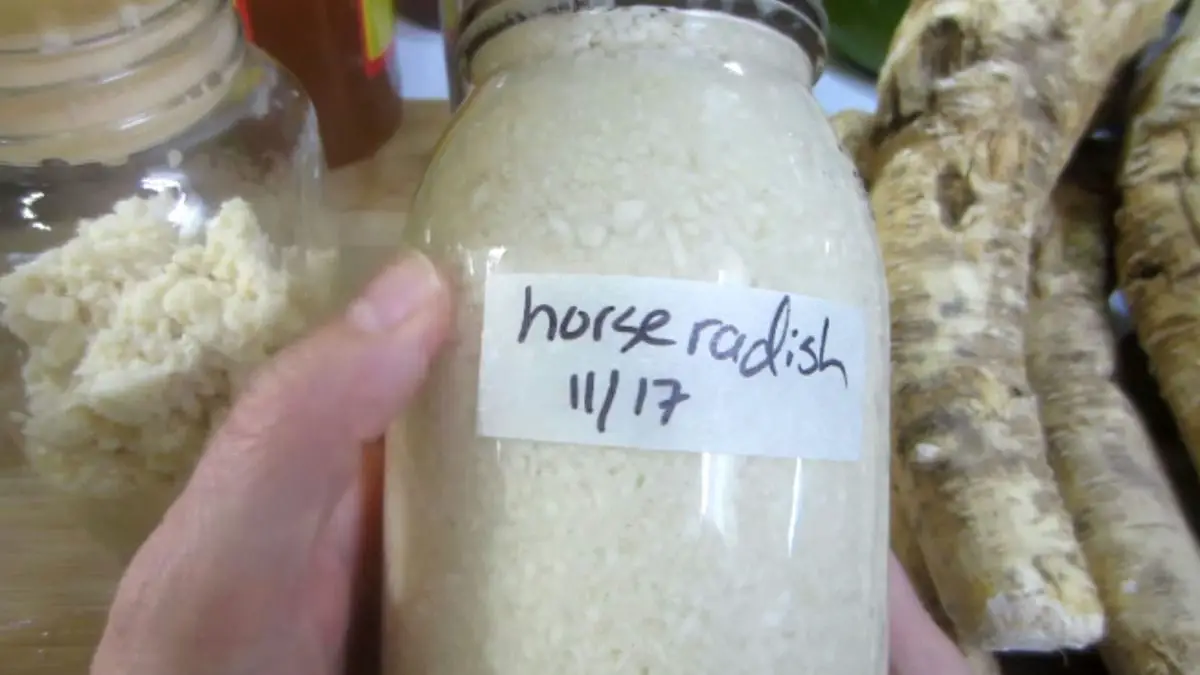 fermented horseradish