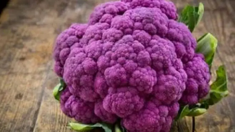 pink cauliflower