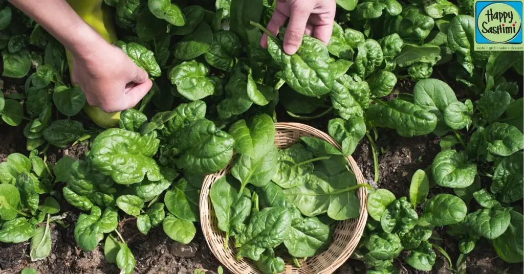 How To Grow Asian Spinach