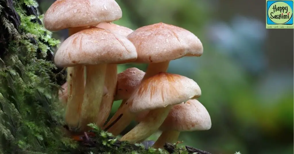 Nutritional Content of Mushrooms