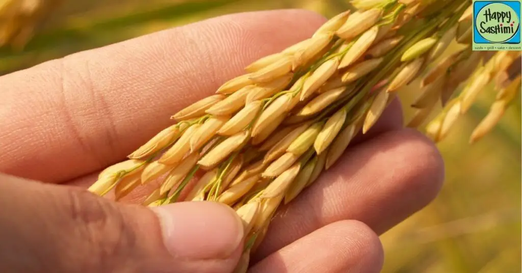 Organic Medium Grain Rice and its Benefits