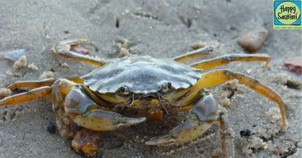 The Snow Crab Harvest